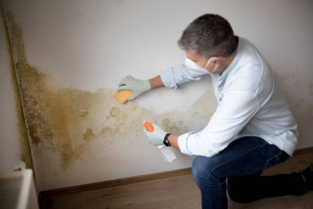 Best Commercial Mold Inspection  in Lincoln, IL