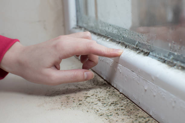 Environmental Consulting for Mold Prevention